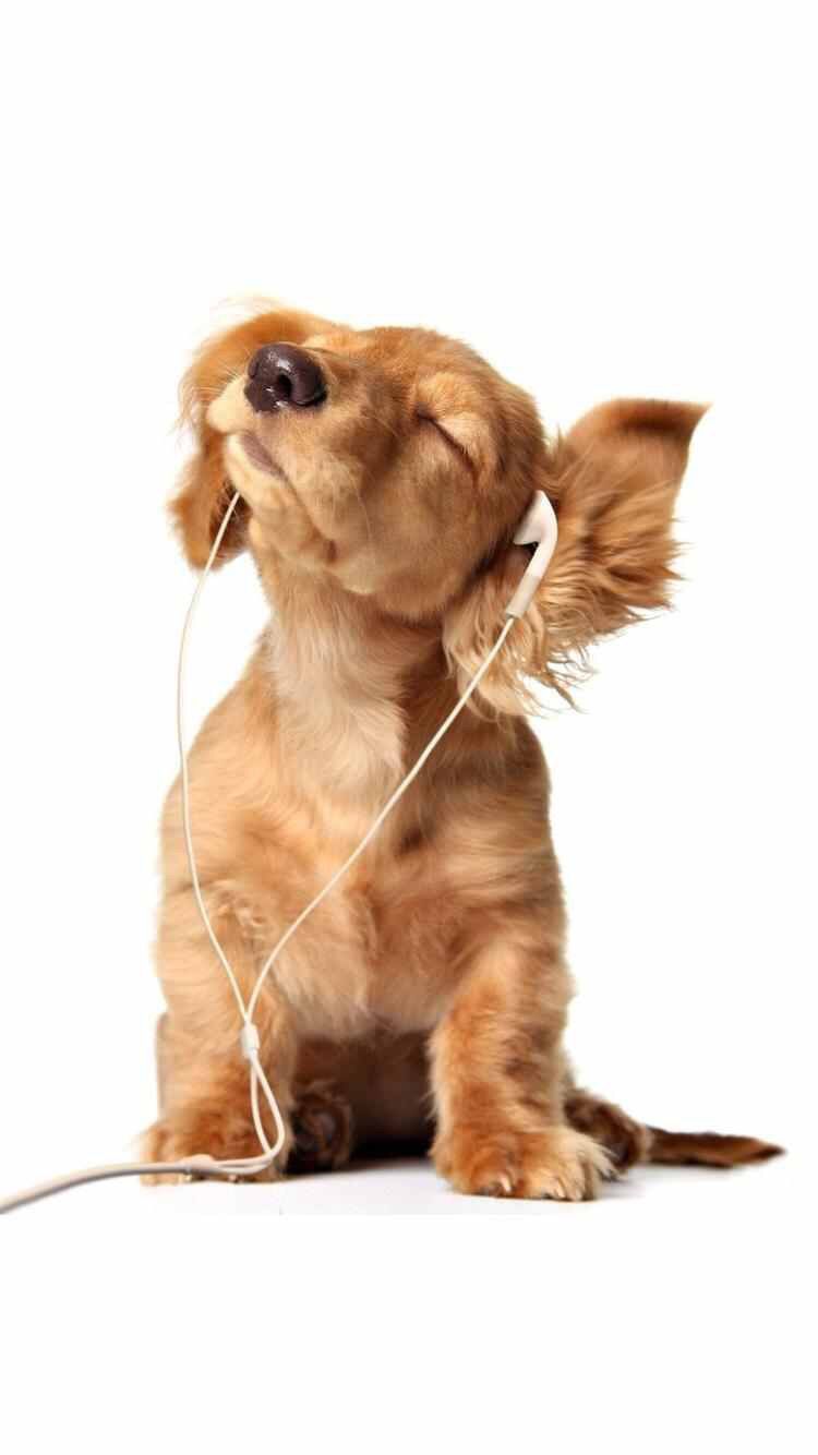 Аватар студента